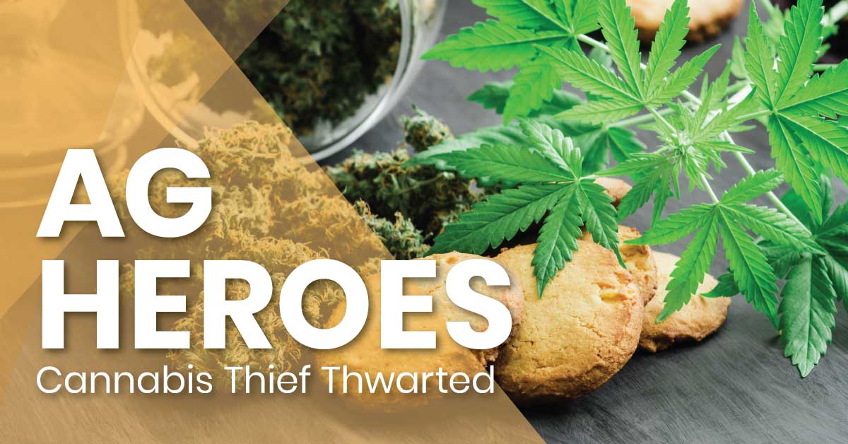 cannabis_thief_thwarted_fb